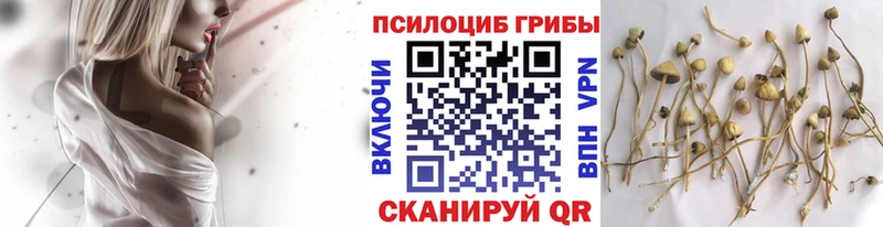 Купить закладки Енисейск Псилоцибиновые грибы мухоморы